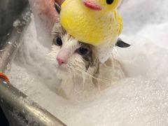 -PETKIT小佩宠物(古北店)
