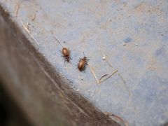 -洛阳白云山景区