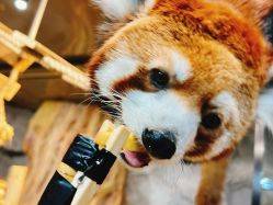 -Zoolung Zoolung动物主题公园(海信广场店)