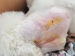 -联合动物医院(光谷诊疗中心)