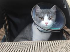 -爱侣宠医·鹦鹉专科·小型哺乳类·异宠专科(灵石路店)