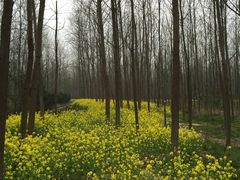 -合肥滨湖国家森林公园