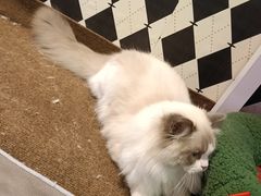 -大型宠物商超·宠海王国·宠物猫狗活体·用品·美容(新世界百货重庆店)