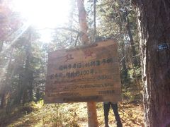 景点-五营红松林海景区