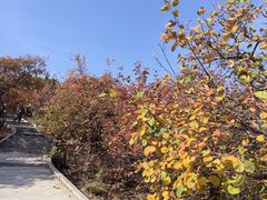 -北京西山国家森林公园