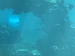 -海棠湾洲际-涛·海底餐厅·美人鱼·自助餐·海底隧道