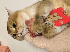 -屋虎猫馆(宝安大仟里店)