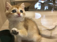 -飞行喵MR PILOT|猫舍·猫咖(静安大融城店)