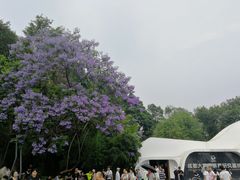 景点-成都大熊猫繁育研究基地