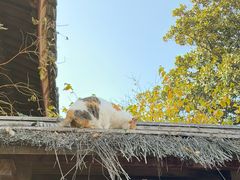 -龙华素斋(龙华路店)