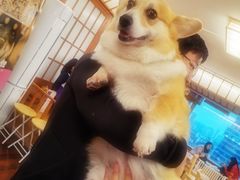 -豆柴町-柴犬主题狗咖(红鼎国际C座店)