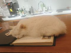 -有猫主题·治愈系猫咖(曾厝垵店)