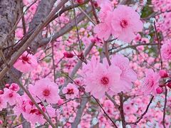 -秀丽东方