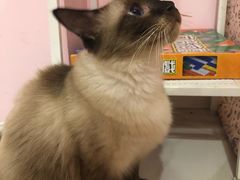 -三花喵·撸猫购宠·宠物生活馆(虹桥南丰城店)