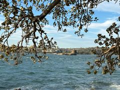 -麦考利夫人座椅