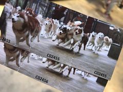 -TrueLove @ Neverland (Husky Cafe)