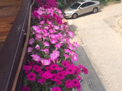 iphone_upload_pic-旺山景区