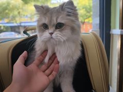 -瑞鹏宠物医院犬猫全科(真大分院)