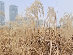 -映月湖中央公园