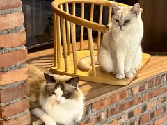 -豆逗聊愈猫阁Easy Life