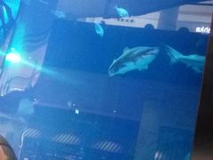 -迪拜水族馆及水下动物园