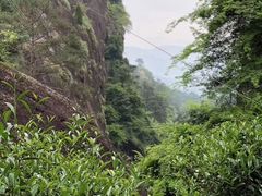 -文雅轩茶叶(锦和越界田林坊店)