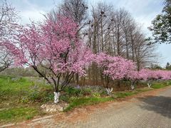-上海海湾国家森林公园