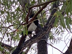 -野鸭湖国家湿地公园