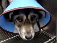 -安安宠医·安宠宠物医院