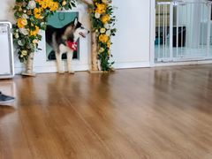 -Husky Go! 哈士奇体验馆·宠物咖啡厅狗咖