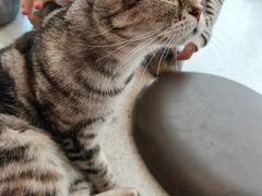 -飞行喵MR PILOT|猫舍·猫咖(静安大融城店)