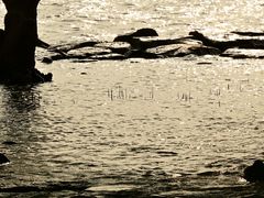 -宝安西湾红树林湿地公园