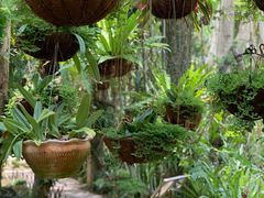 -中国科学院西双版纳热带植物园