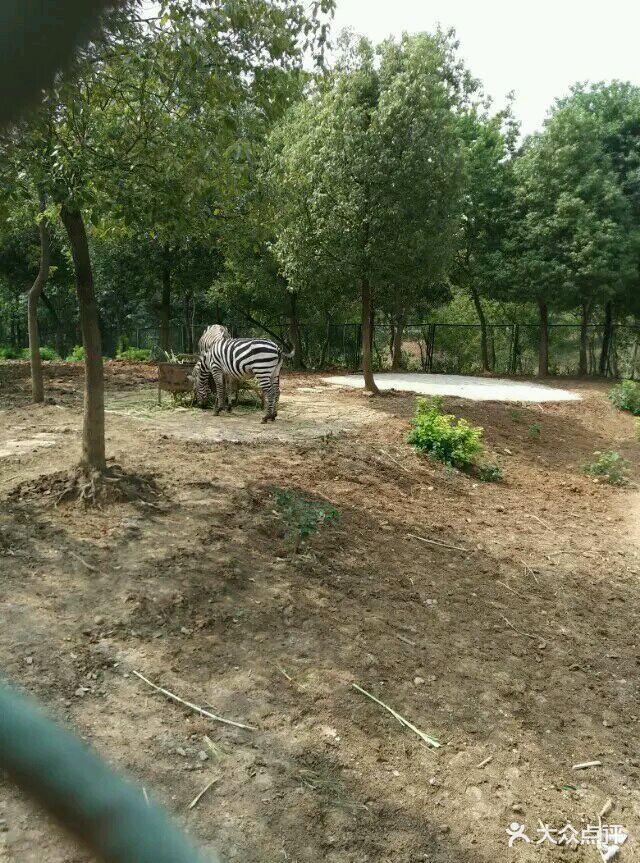 合肥野生動物園圖片 - 第26張