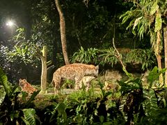 -夜间野生动物园