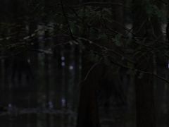 -桤木河湿地公园