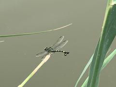 -西青郊野公园