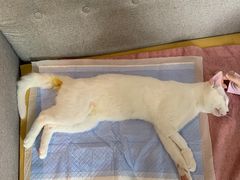 -喜洋洋宠物医院(震川路总店)