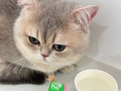 -天使宠物医院·犬猫分诊(彩虹店)