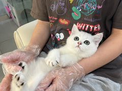 -lincat·猫舍(广州店)