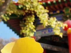 -灵岩山风景区灵岩禅寺