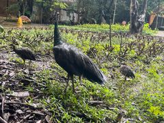 -瑞丽独树成林风景区