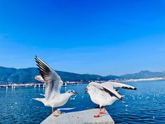 -海埂大坝