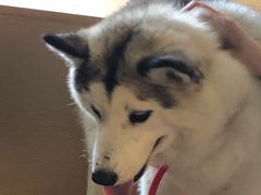 -Husky Go! 哈士奇体验馆·宠物咖啡厅狗咖