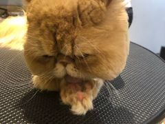 -Pets First伊珊娜洗护·精致美容·家庭式寄养(新会路店)