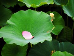 -荷塘月色湿地公园·向阳花洲
