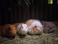 -藦茜花园宠物主题亲子互动体验馆(国顺东路店)