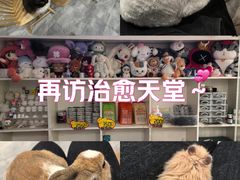 -楼上猫咖(罗湖店)
