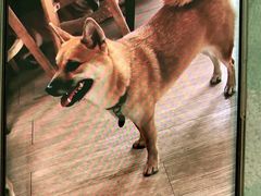 -柴犬高等学院·狗咖·柴犬售卖·宠物训练