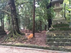 -奈良公园